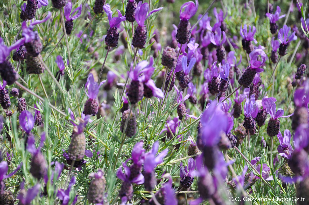 Palace of Fine Arts Theatre / San Francisco